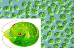 LY-975新型杀菌灭藻剂